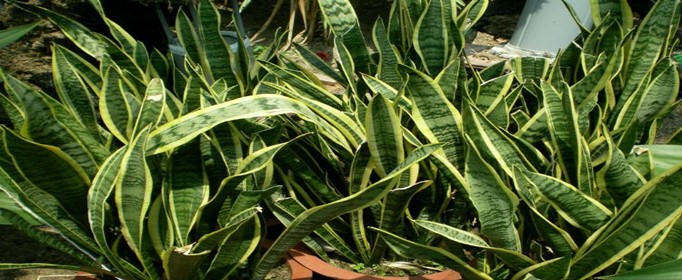 虎尾兰 虎尾兰_副本.jpg